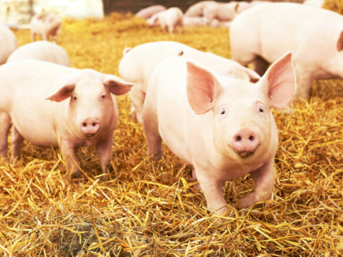 Хабаровский край пытаются защитить от африканской чумы свиней